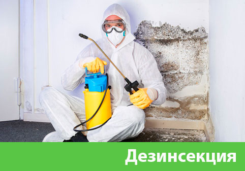 Дезинсекция в городе Тольятти