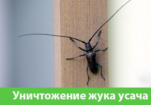Обработка от жука усача в городе Тольятти