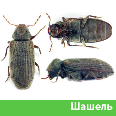 Обработка от шашеля в городе Тольятти